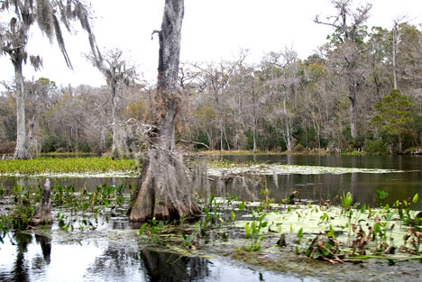 Favorite movie locations created 50s childhood memories. Tarzan swung through the trees at Wakulla Springs Florida, 50s childhood neighborhood routines mimicked movie heroes wearing guns and cowboy hats with live fire from cap guns