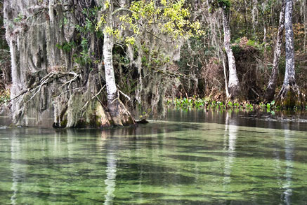 Wakulla Springs in Florida was the location of Tarzan movies and cult classics such a The Creature from the Black Lagoon, 50s neighborhood routines childhood memories played at the theater in double feature Saturday afternoons memories define nostalgia to cry for