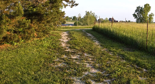 Backroads on the edge of a field were a feature of 50s agriculture besides access to plant and harvest crops they served for evening walks next to a forest or lake the location became my cousins 50s childhood backroad memories