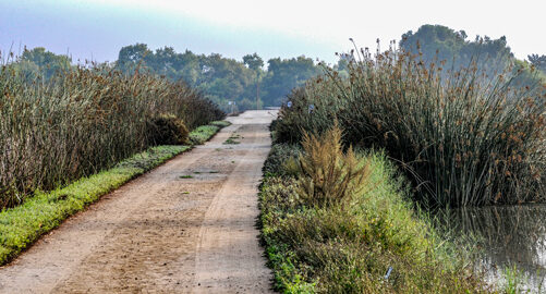 Geology and biology backroad ecosystems for bobcats great blue herons racoons and more in the backyard of University of California Irvine San Juaquin Marsh water reclamation for Orange County California next generation adventures enhance 50s childhood backroad memories