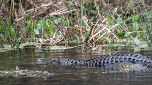 Wakulla Springs inspired childhood memories and motivated adult interests in travel to geography and biology of forests creeks and ponds