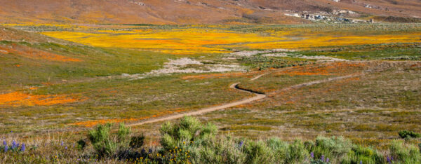 California Poppy Reserve backroad biology on a dusty dirt road day trip accessible in Southern California compliments and strengthens 50s childhood backroad memories