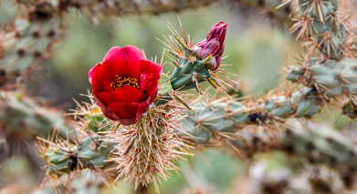 flowers on trail to Fort Bodie