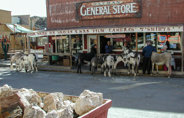 Route 66 backroad history at Oatman Arizona the feral donkeys still roam the streets in 2002 after being released from the mines decades earlier 1930s movie stars used Oatman for a hideout to avoid the Hollywood paparazzi 50s childhood backroad memories location becomes a wild west antique destination icon