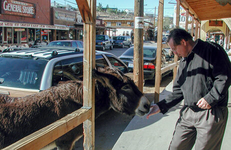 mining town backroad old west history becomes a tourist attraction surviving feral donkeys munch carrots sold by street vendors